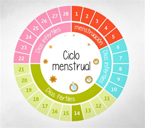 Mapa Conceptual Del Ciclo Menstrual Donos Porn Sex Picture