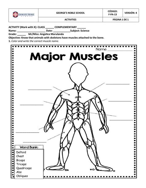 Major Muscles Of The Body Worksheet