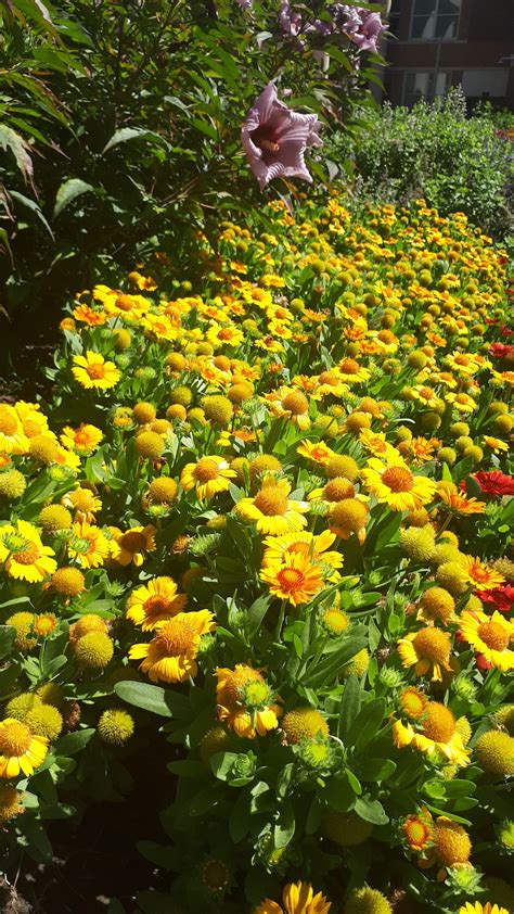 Gaillardia — Thinkplants