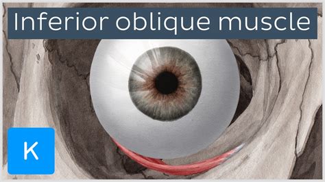 Inferior Oblique Muscle Of The Eye Human Anatomy Kenhub Youtube