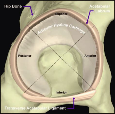Hip Anatomy Physiopedia Hip Surgery Recovery Injury Recovery Hip