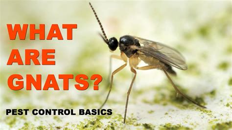 Pest Control Basics What Are Gnats Youtube