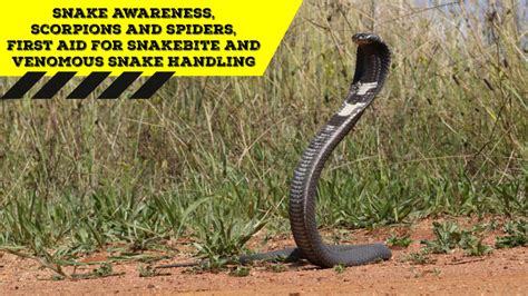 Snake Awareness And Venomous Snake Handling Gauteng 2020 05 30