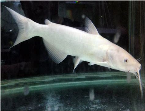 Albino Channel Catfish Sunfish Fish Farms