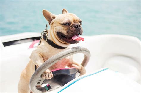 Tips For Taking Your Dog Boating Marine Parts Warehouse Incorporated