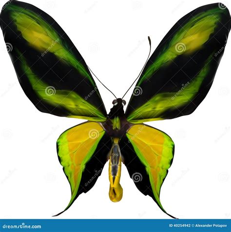 Illustrazione Con La Farfalla Gialla E Verde Tropicale Illustrazione