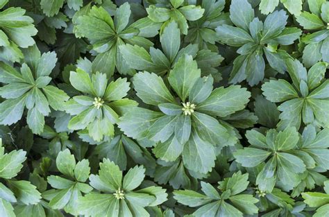 Best Ground Covers For Shady Gardens Longfield Gardens