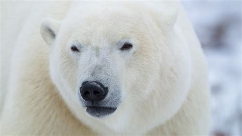 Head Nature Animals Polar Bears Closeup Muzzles Depth Of Field Fur
