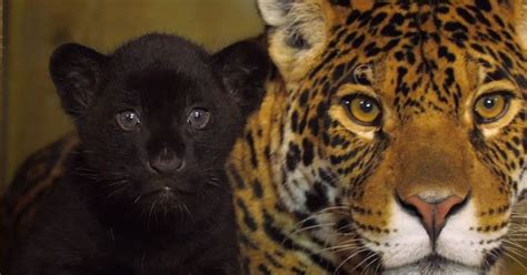 Principal 76 Imagen Black Jaguar Cubs For Sale Vn