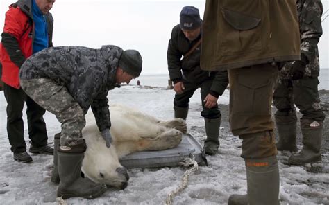 Russias Stray Polar Bear Taken Back To The Wild