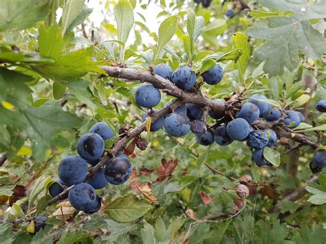 Mako Natural Resources Srl Romania Eu Blackthorn Sloe Prunus Spinosa