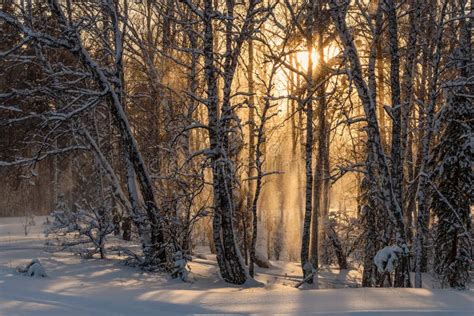 Forest Snowfall Sun Sunset Winter Stock Image Image Of Branch Season