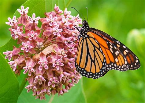 9 Fascinating Monarch Butterfly Facts Birds And Blooms Milkweed