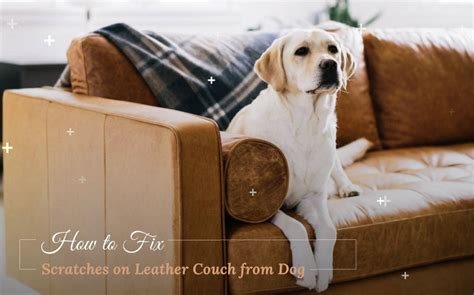 How to Fix Scratches on Leather Couch from Dog   All  