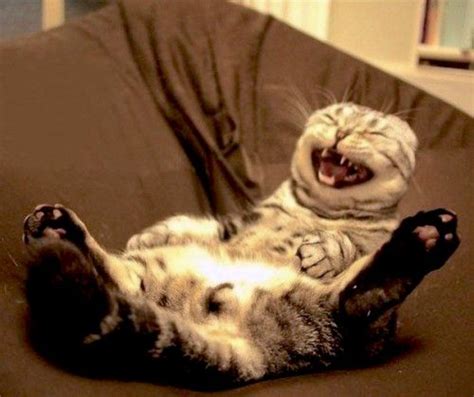 Funny Cat Laughing Cat Mania