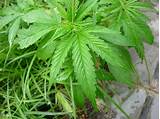 Photos of What Does A Marijuana Leaf Look Like