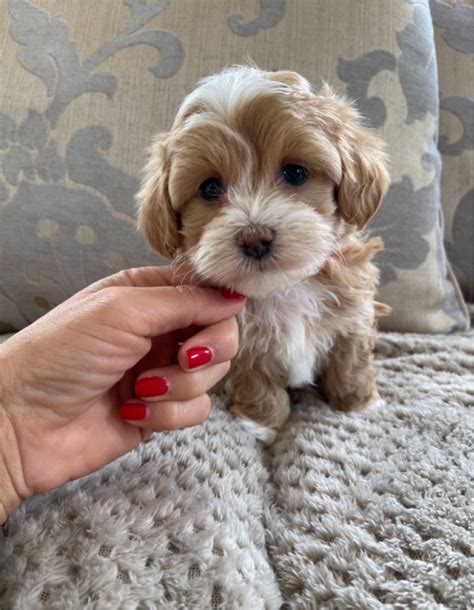 Maltipoos are a designer breed of dog that is a hybrid of the maltese and poodle breeds. Maltipoo Puppies raised with love | Virginia Water, Surrey | Pets4Homes