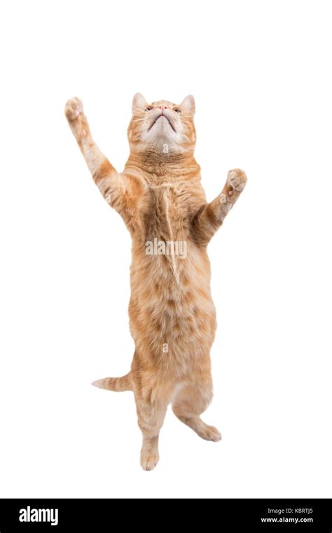 Ginger Cat Feet Cut Out Stock Images And Pictures Alamy