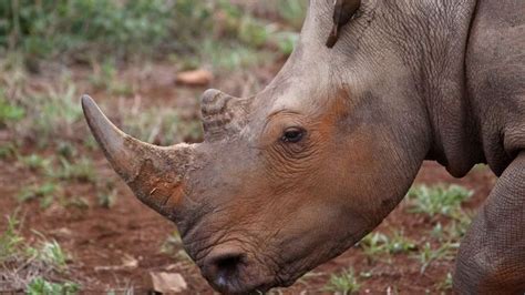 South Africa Rhino Poaching Levels In First Decline Since 2007 Rhino