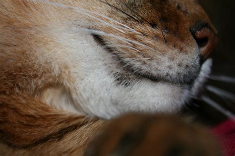 49 Top Photos Cat Bottom Lip Sore Do Cats Have Lips Quora