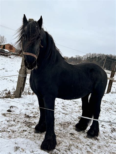 Koń Fryzyjski Barokowy Fryz Ogier Węgrzynowo • Olxpl