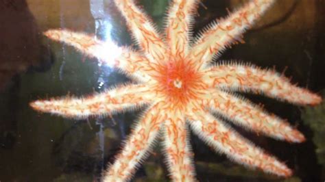10 Legged Starfish Eating Aspernia Youtube