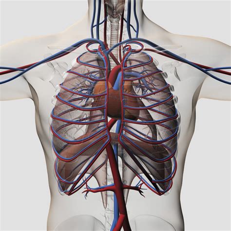 Three Dimensional Medical Illustration Of Male Chest Showing Arteries