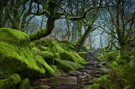 Forest Path In Padley Gorge Bing Wallpaper Download