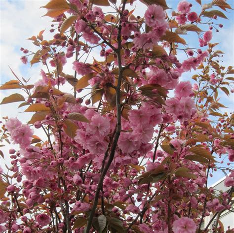 Japaninkirsikka Kanzan Rungolla Prunus Sato Zakura Ryhmä Flor