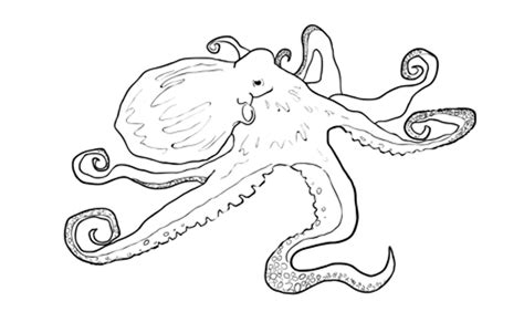 how to draw an octopus octopus drawing sketchbook challenge drawing tutorial