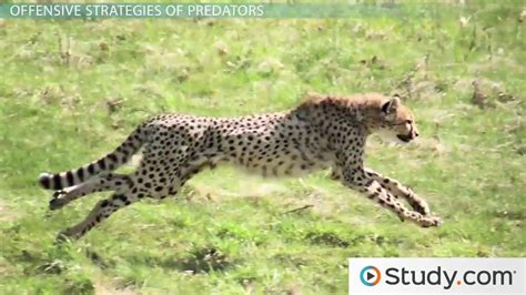 Predator And Prey Overview Interactions And Types Lesson