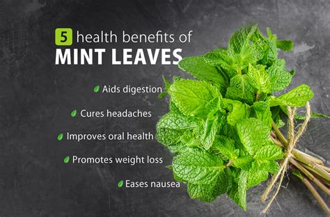5 Health Benefits Of Mint Leaves