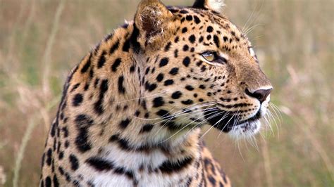 Animals Wildlife Male Leopards Amur Leopard Wallpapers Hd