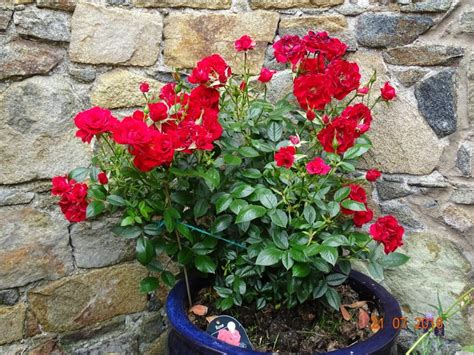 Group similar flowers together rather than scatter. Drooping rose heads — Forum | gardenersworld.com