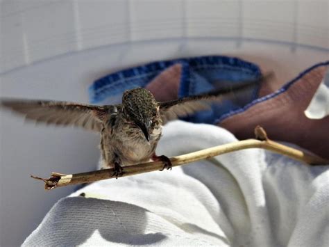 Hummingbirds, like other birds and other animals, need food, water hummingbirds feed in many small meals, consuming small invertebrates and up to twelve times their. Wildlife Rescue Association of BC | Help Protect Babies ...