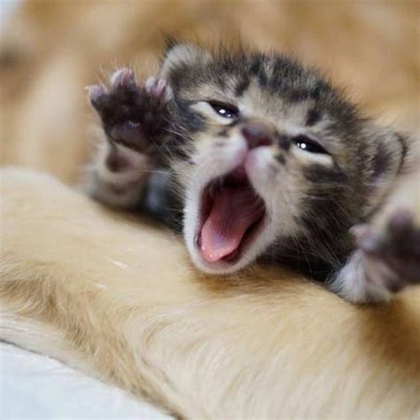 15 Extremely Cute Newborn Kittens We Just Had To Share Cutesypooh
