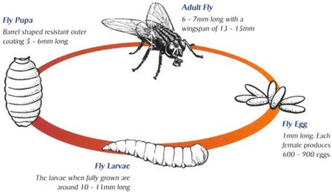 House Fly Appearance Behaviour Diet And Facts