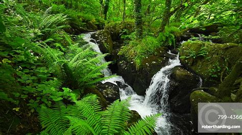 Waterfalls In A Fern Covered Stock Photo