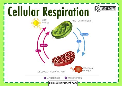 Cellular respiration coloring worksheet