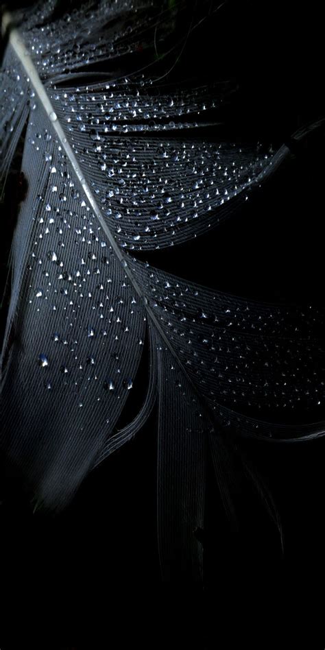 Maybe you would like to learn more about one of these? Black, leaf, rain, abstract, apple, wallpaper, iPhone ...