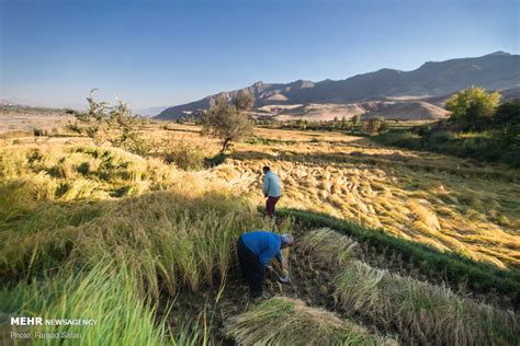 Mehr News Agency Traditional Rice Harvesting In Alamut