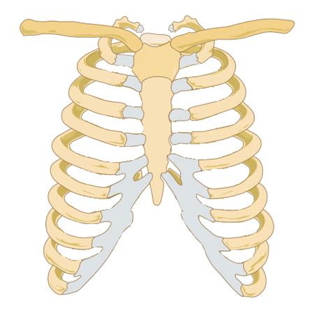 Rib cage pain can be associated with bruising, difficulty taking a deep breath, joint pain, and more. File:Rib cage.gif - Wikimedia Commons