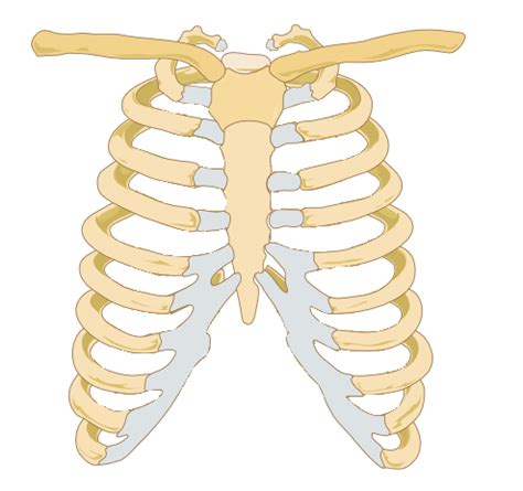 The rib cage is formed by the sternum, costal cartilage, ribs, and the bodies of the thoracic vertebrae. EFFECTIVE LEARNING CENTRE THE BEST: HUMAN BODY PICTURES