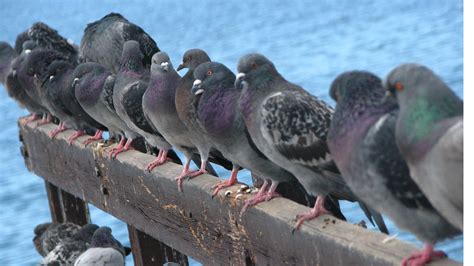 The Meaning And Symbolism Of The Word Pigeons
