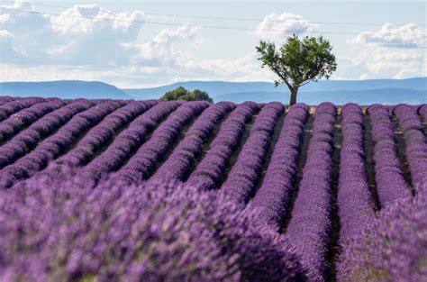 Best Lavender Fields Of Provence France 2021 Guide