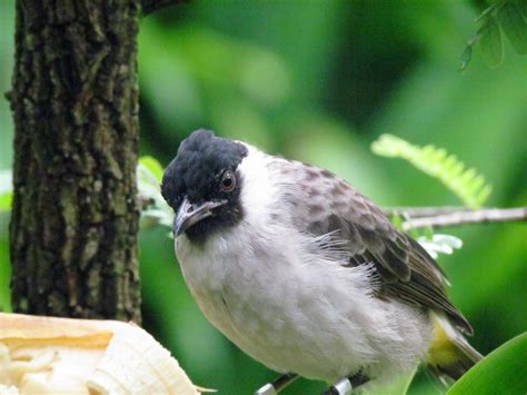 Bagi kalian pemilik burung kenari starblue, berikut kami hadirkan beberapa metode perawatan yang wajib untuk anda lakukan. Mewarnai Gambar Burung Kutilang | Mewarnai Gambar