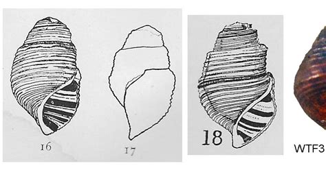 Freshwater Gastropods of North America: Is Gyrotoma Extinct?