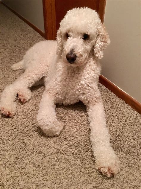 Penny The Poodle Sitting Pretty Poodle Puppy Standard Poodle