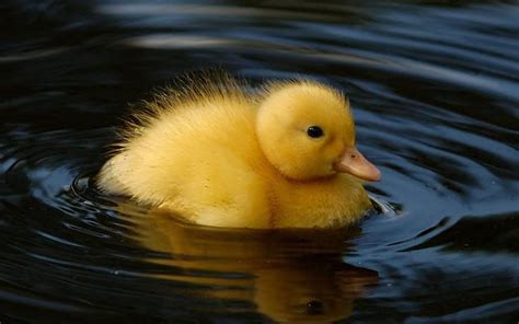 Animals Swimming Duck Hd Wallpapers Hd Wallpapers