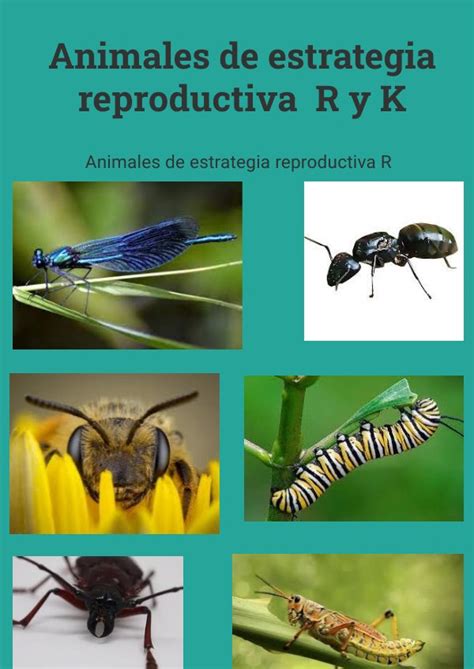 Animales De Estrategia Reproductiva R Y K By Mael Miranda Flipsnack